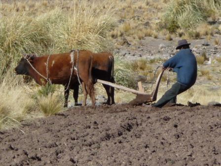 Bolivie travail de la terre.JPG, oct. 2009